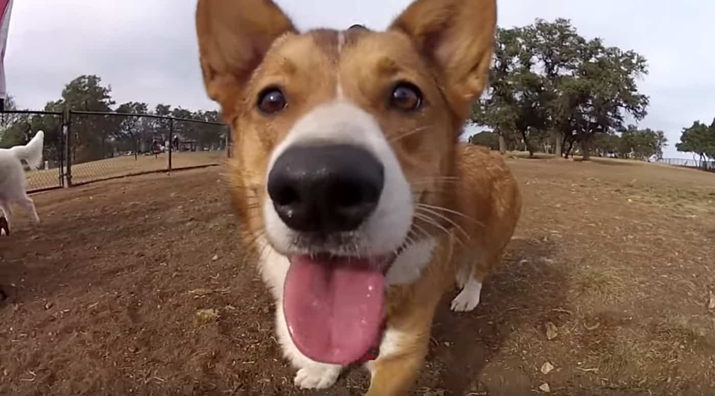 How to make the best GoPro videos for your Brand - Dog closeup angle