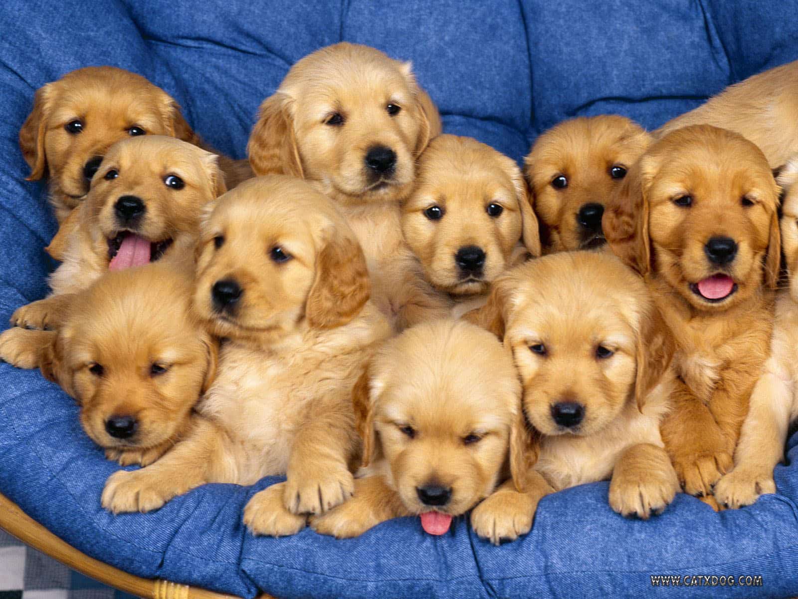 Celebrity Hacks - Joe Jonas - Celebrity Rider - Puppies Celebrity Hacks - Joe Jonas - Celebrity Rider - Puppies