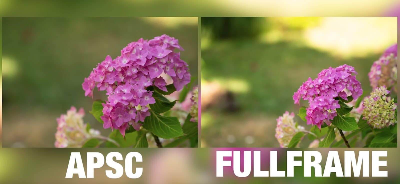 Camera Sensor Sizes Explained What You Need to Know