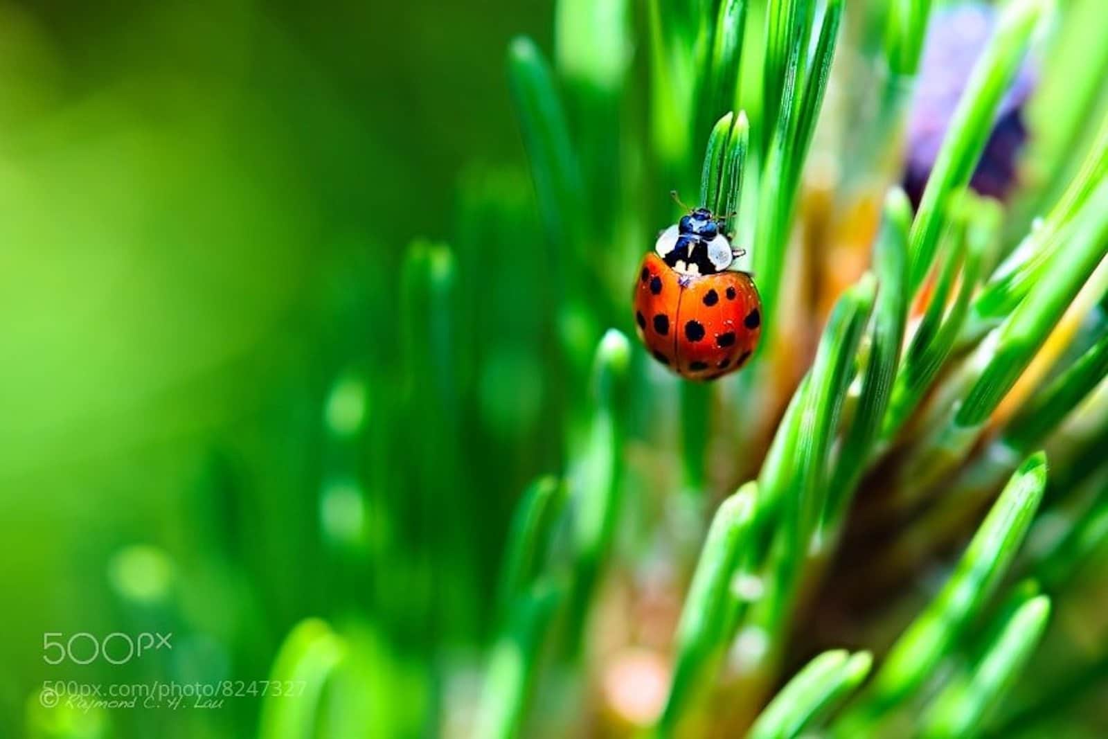 pic Photography Shallow Depth Of Field Photos examples of shallow vs deep depth of field