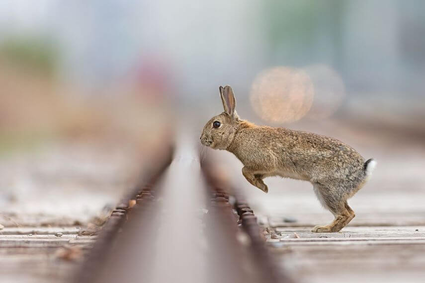 What is Shallow Depth of Field - Shallow Depth of Field Example - Rabbit
