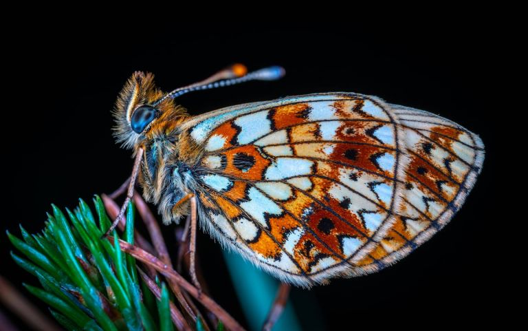 What is a Macro Lens in Photography Featured StudioBinder