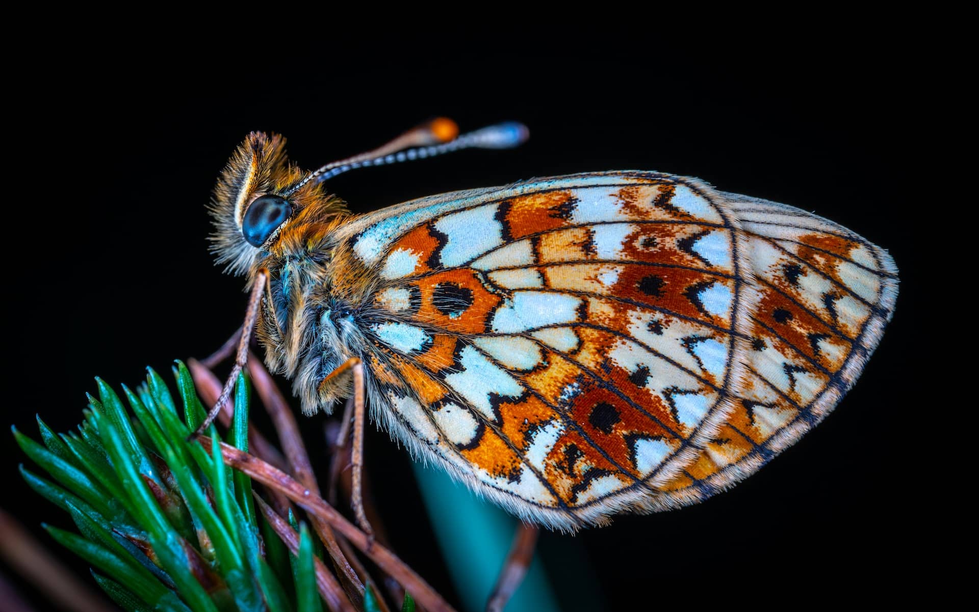What is a Macro Lens in Photography Featured StudioBinder