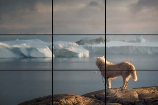 Rule of Thirds - Dog Ice - StudioBinder