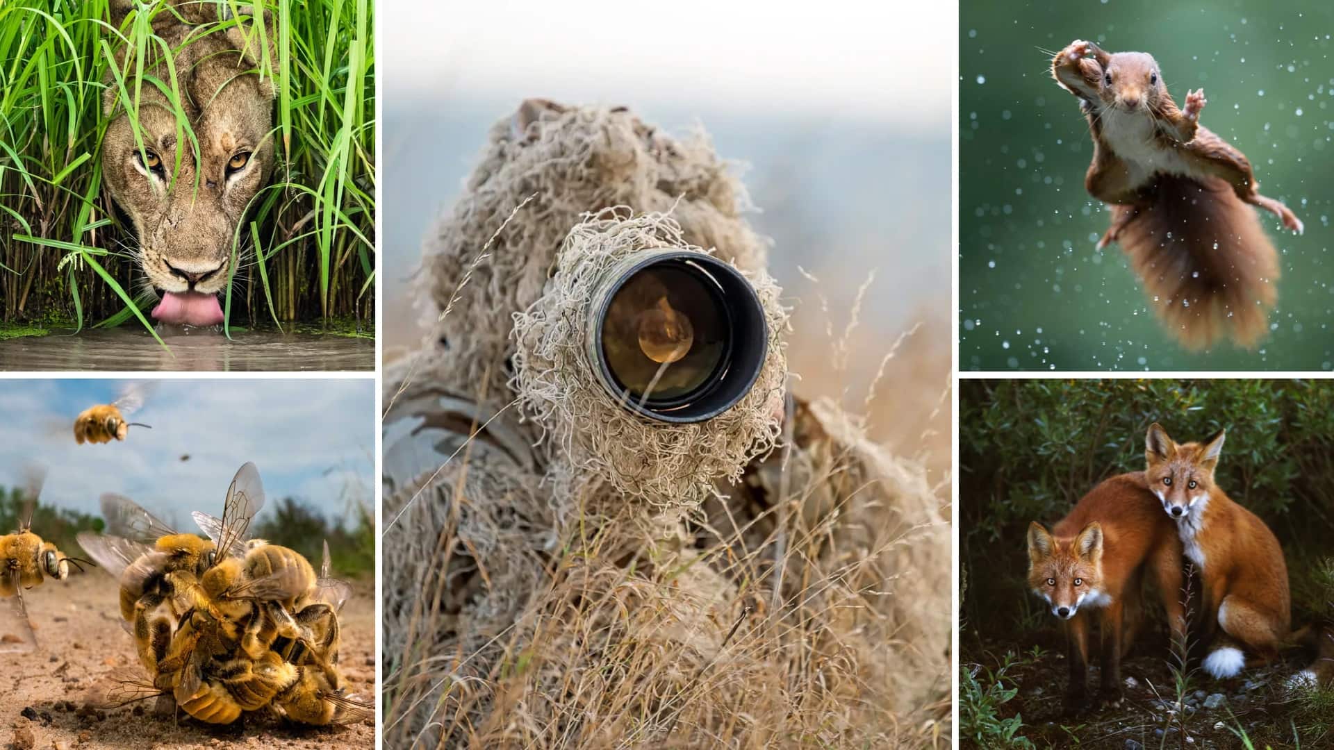 Types Of Wildlife Photography Infoupdate