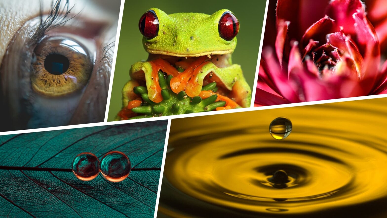What is Macro Photography The Art of the Tiny Featured