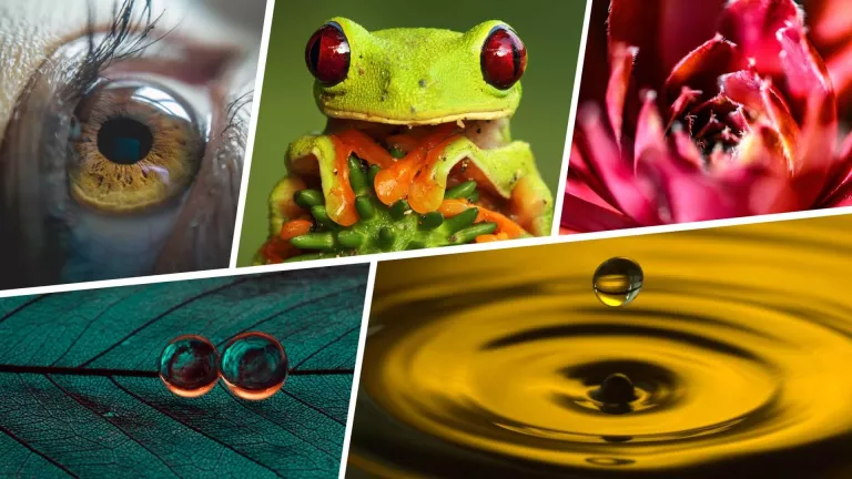What is Macro Photography The Art of the Tiny Featured