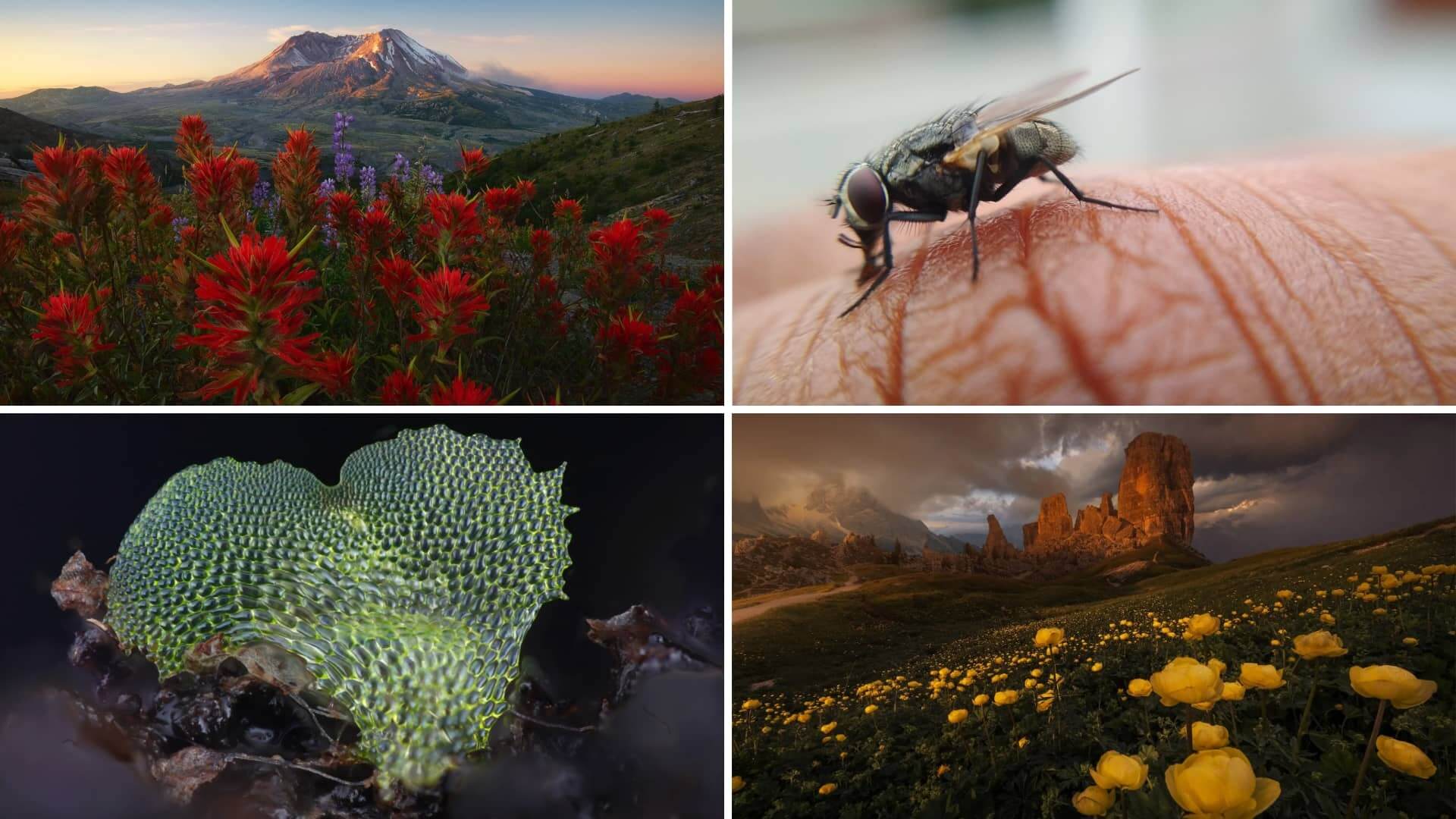 What Is Focus Stacking Examples How To Stack Photos