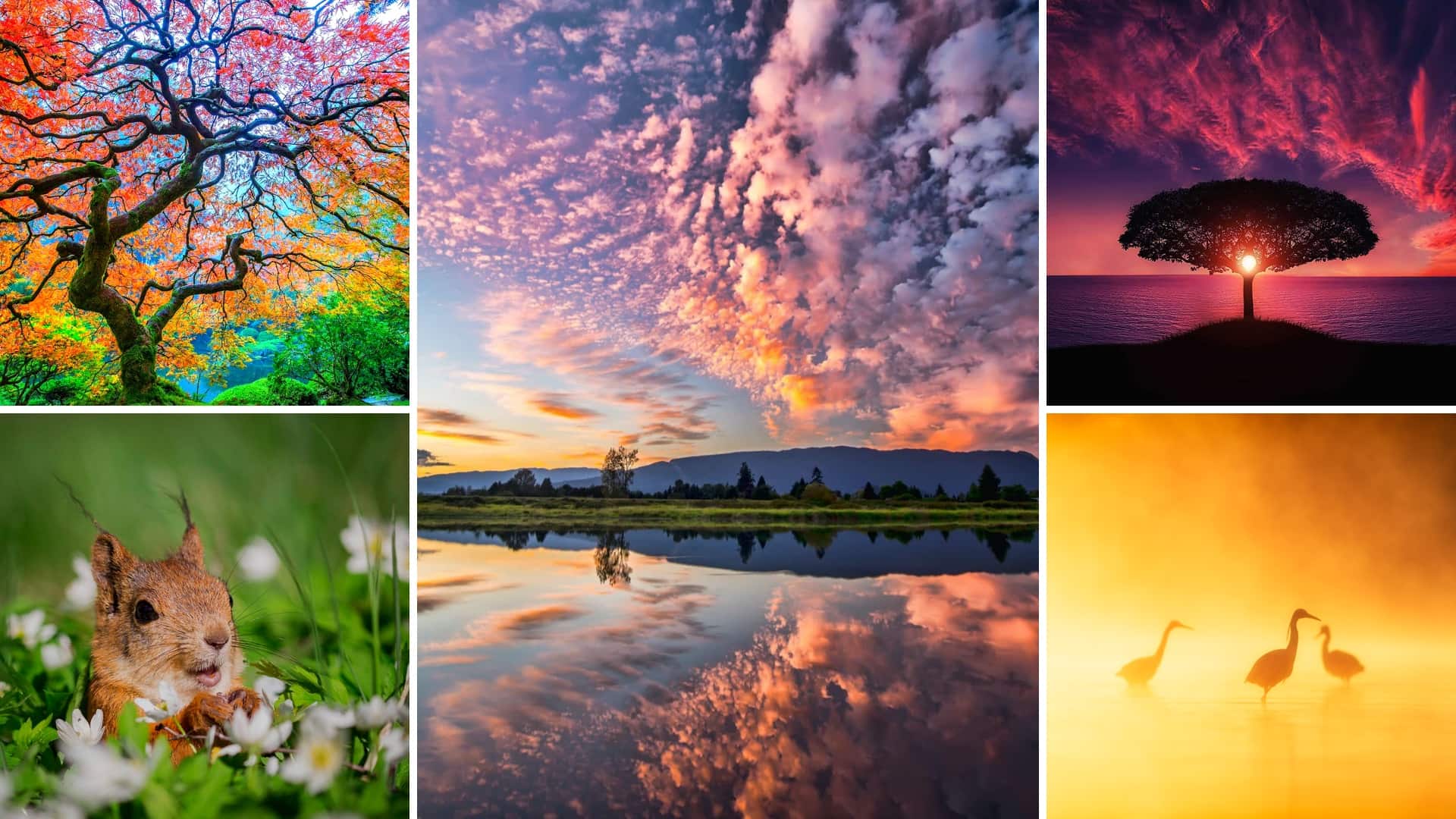 What Is Nature Photography How To Capture Mother Nature