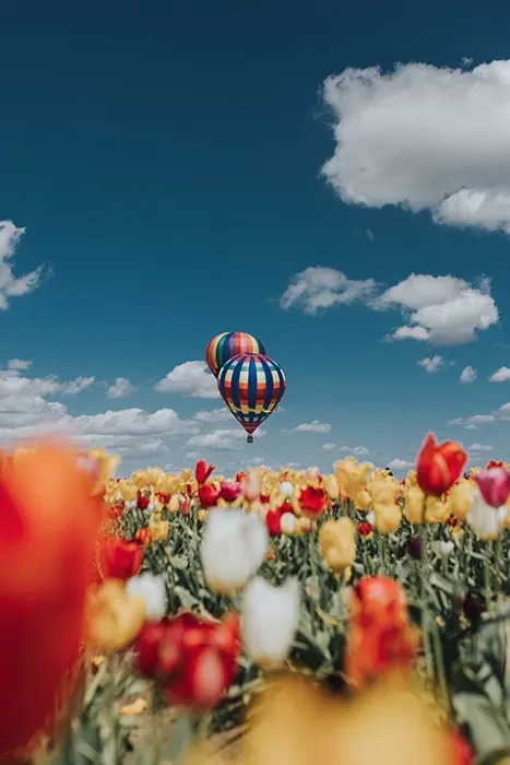 Aesthetic Photography — Composition, Lighting, and Color