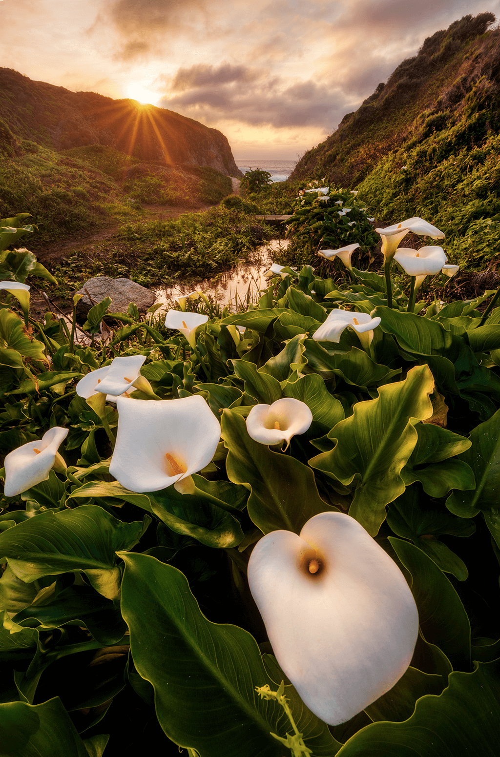 What is Focus Stacking — Examples & How to Stack Photos