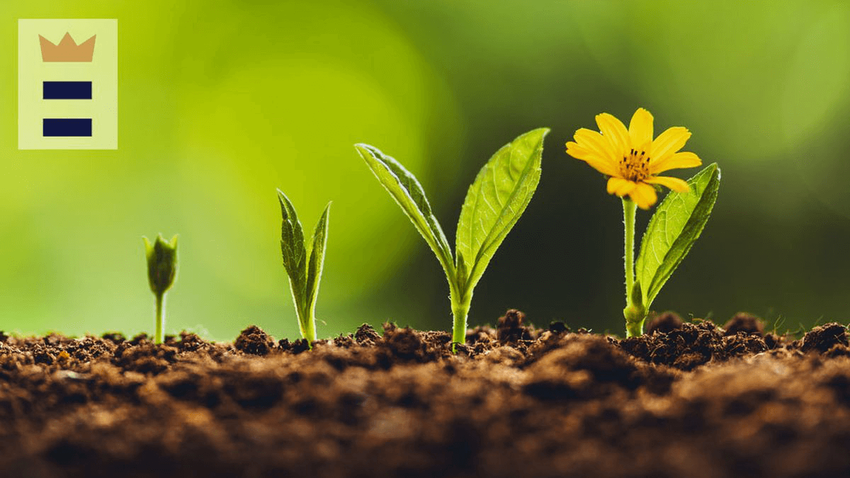 What is Positive Connotation Positive Connotation Examples A Sprouting Flower by Artist Unknown