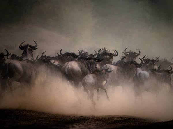 What Is Wildlife Photography Types And Tips Explained