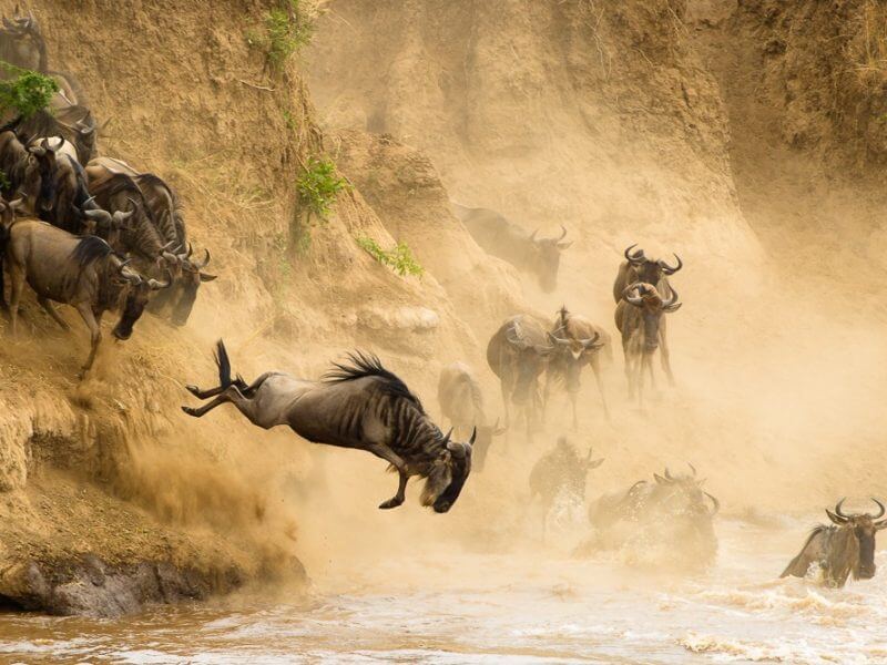 What is Nature Photography Masai Mara Migration Photo by Isak Pretorius StudioBinder