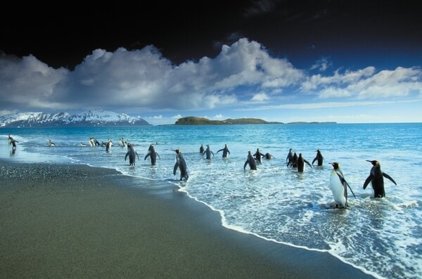 King Penguin, Bay of Isles, South Georgia Island, UK