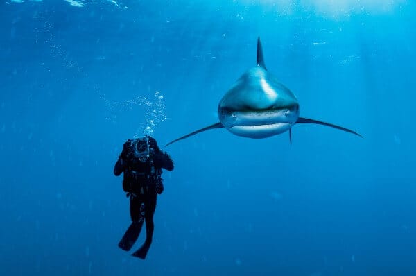 What Does a Photographer Do Underwater Photographer Example StudioBinder