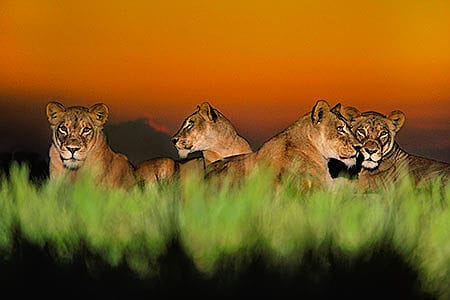 What Does a Photographer Do Wildlife Photographer Example StudioBinder