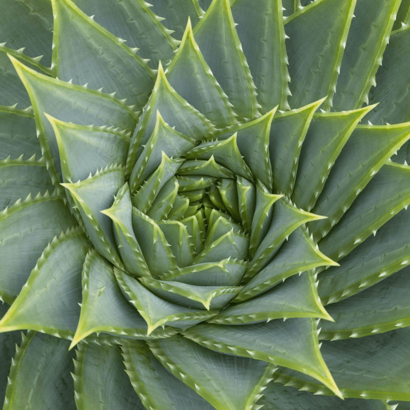 What is Composition in Art Golden Ratio and Golden Spiral ()