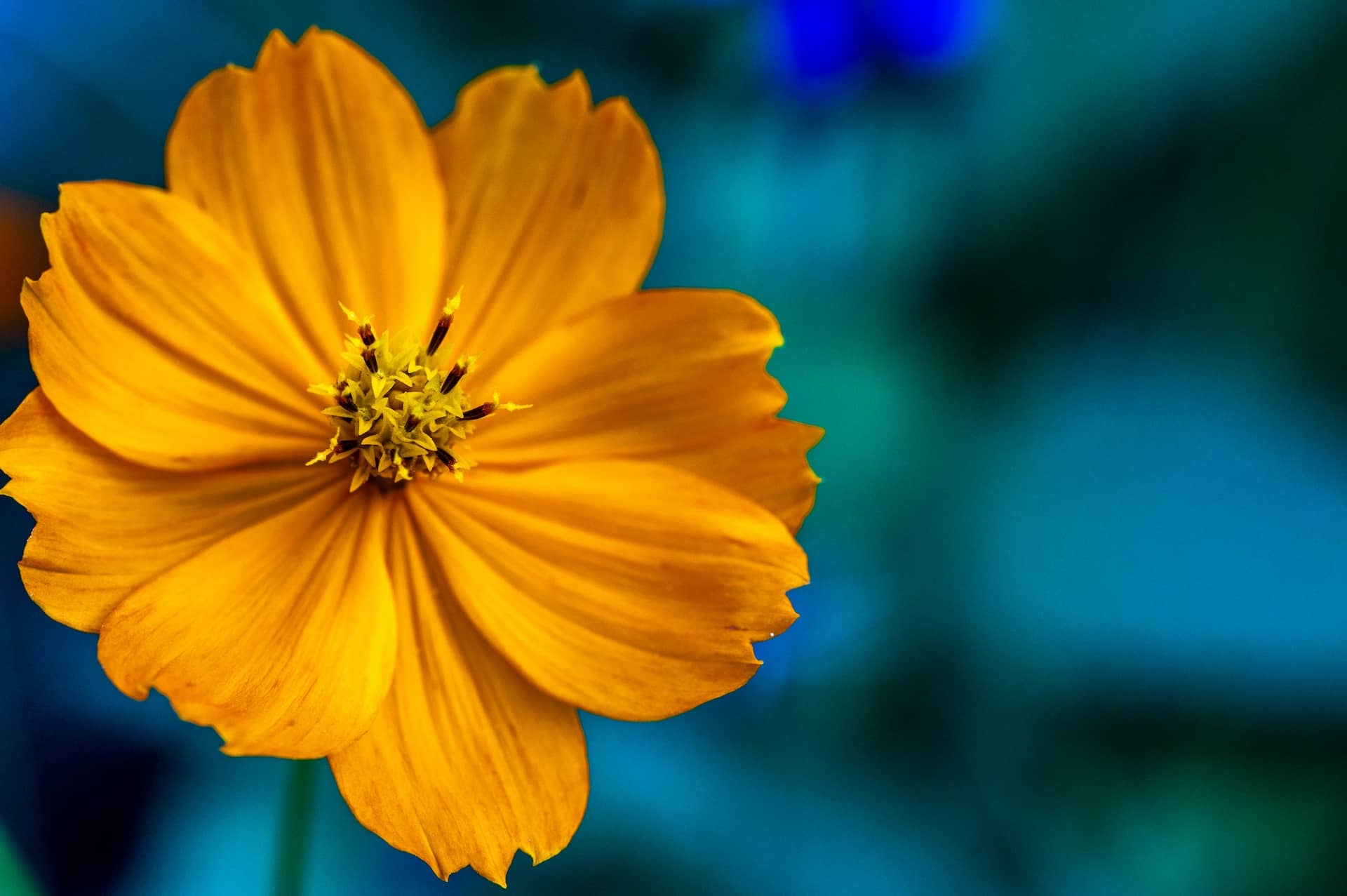What is Depth of Field Shallow Depth of Field Example Image