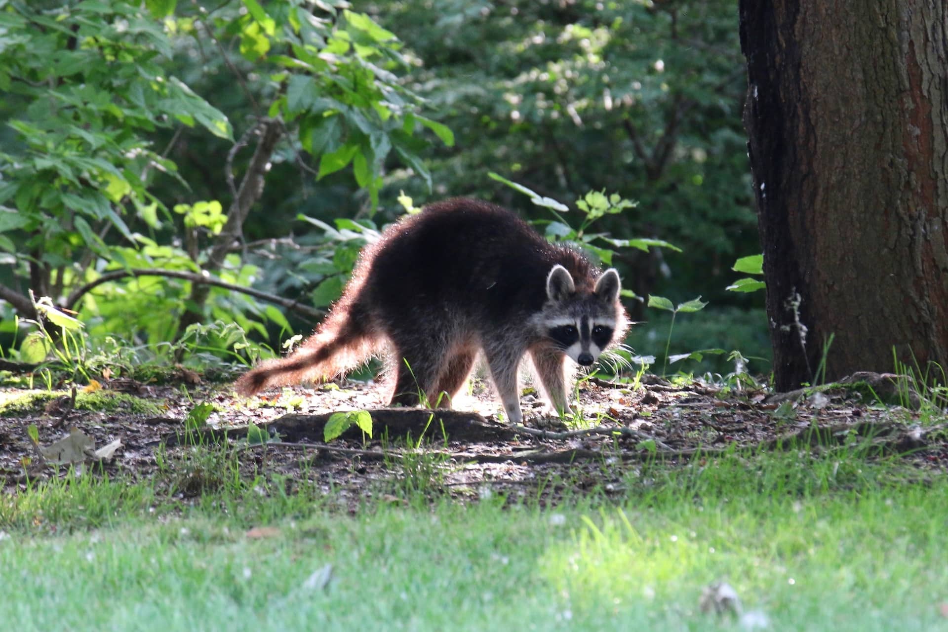 When is Golden Hour Rim Lighting Raccoon
