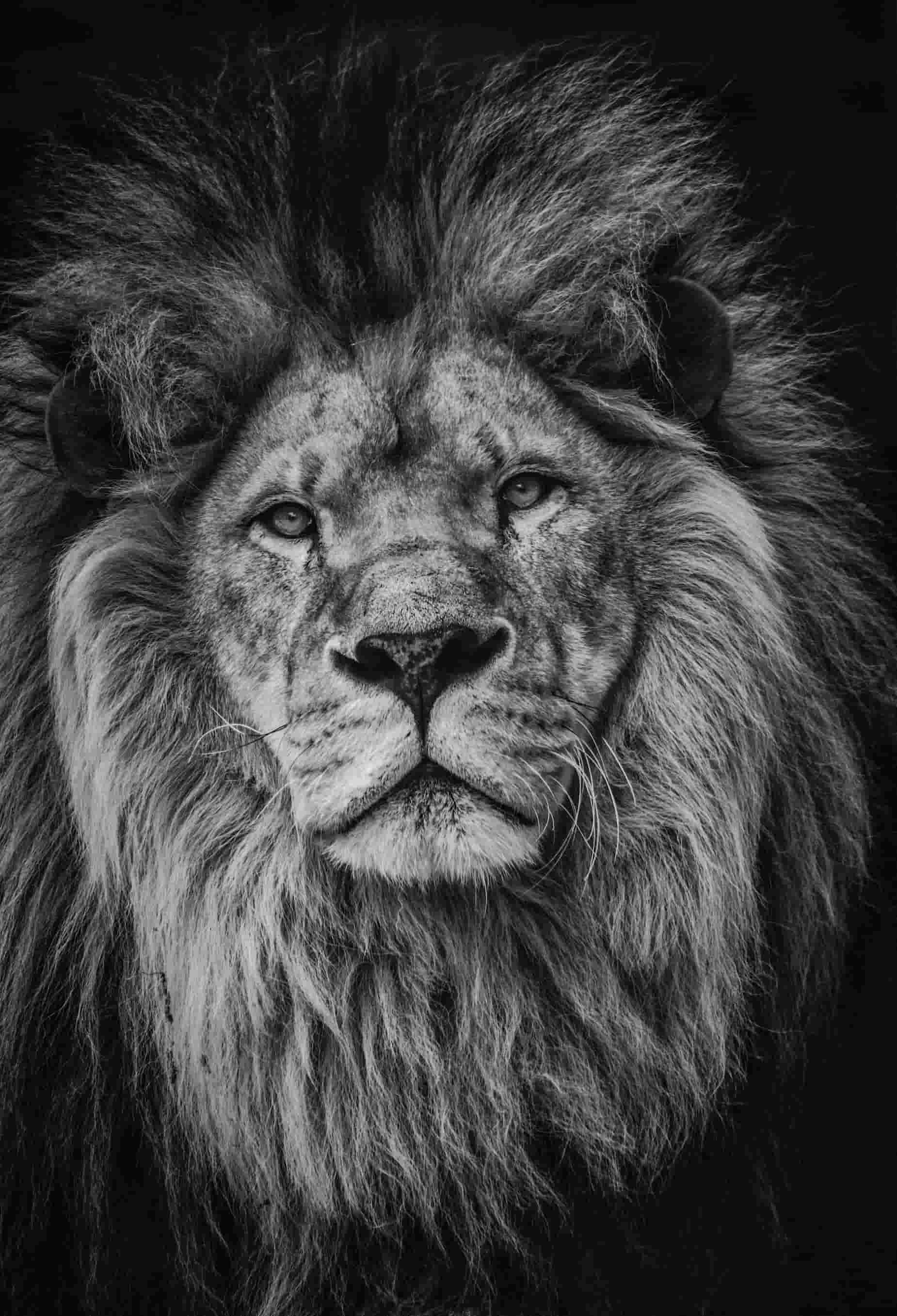 Black and White Art of Animals Lion