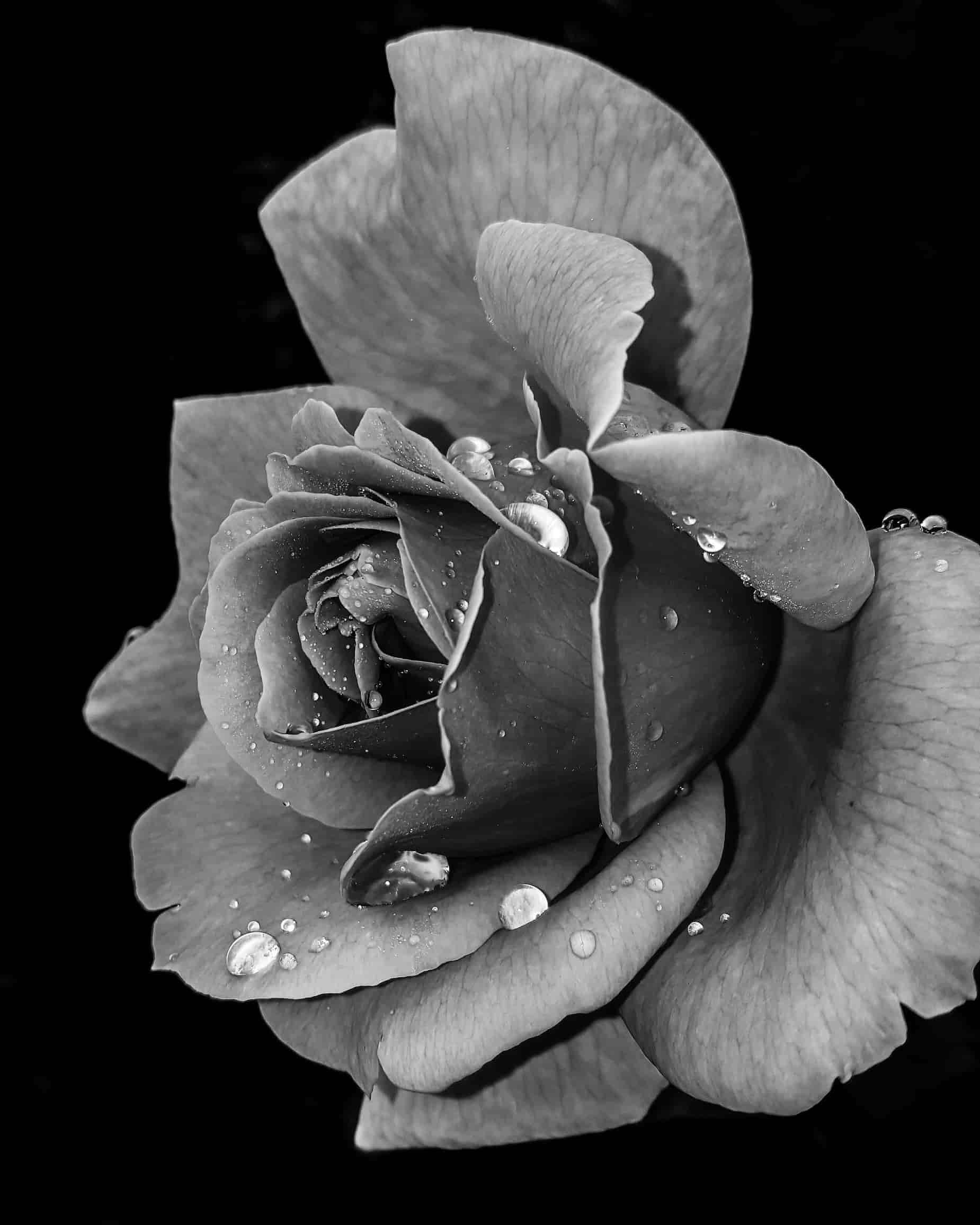 Black and white pictures of Flowers