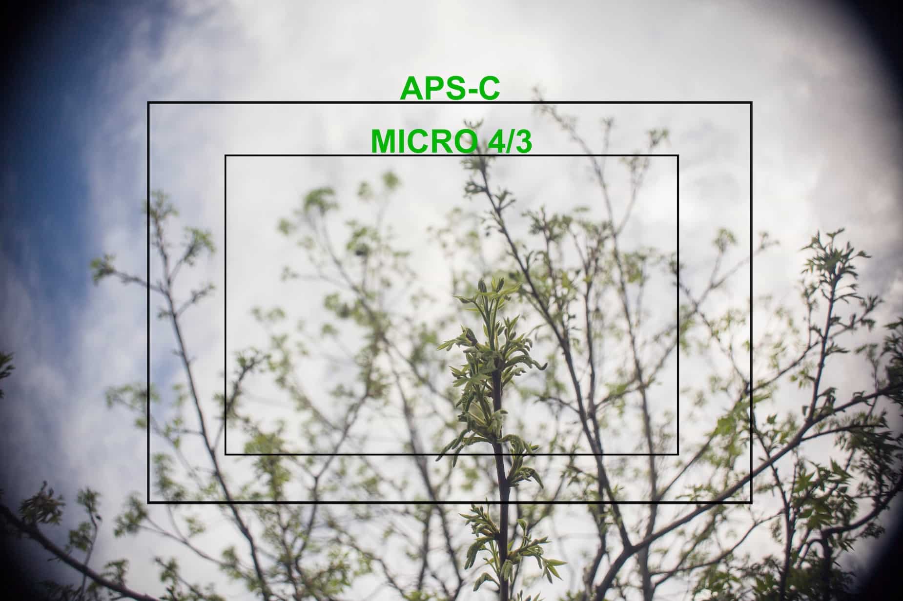 Camera Sensor Size Explained APSC vs Full Frame Shallow Depth of Field
