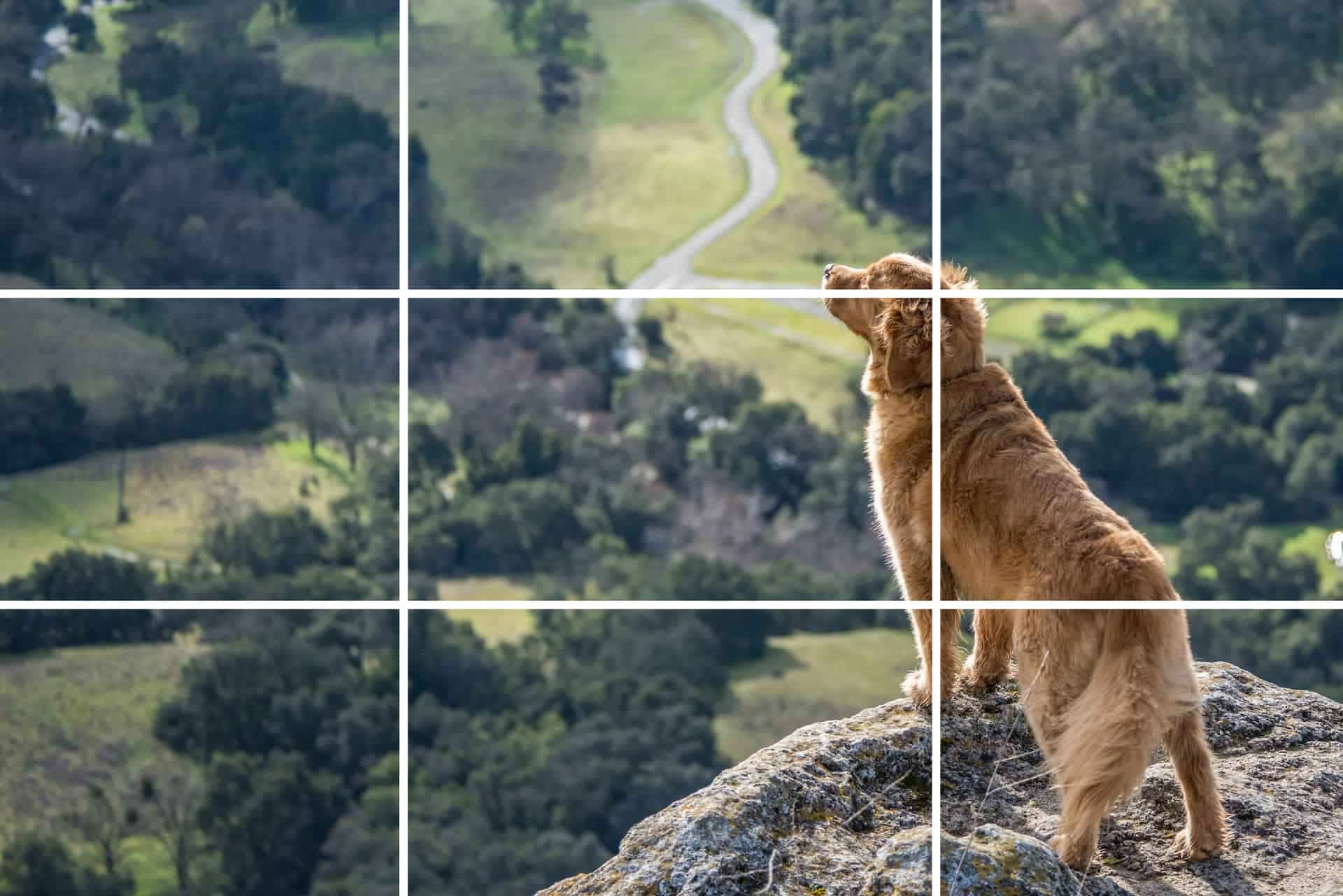 Rule of Thirds Dog on Cliff