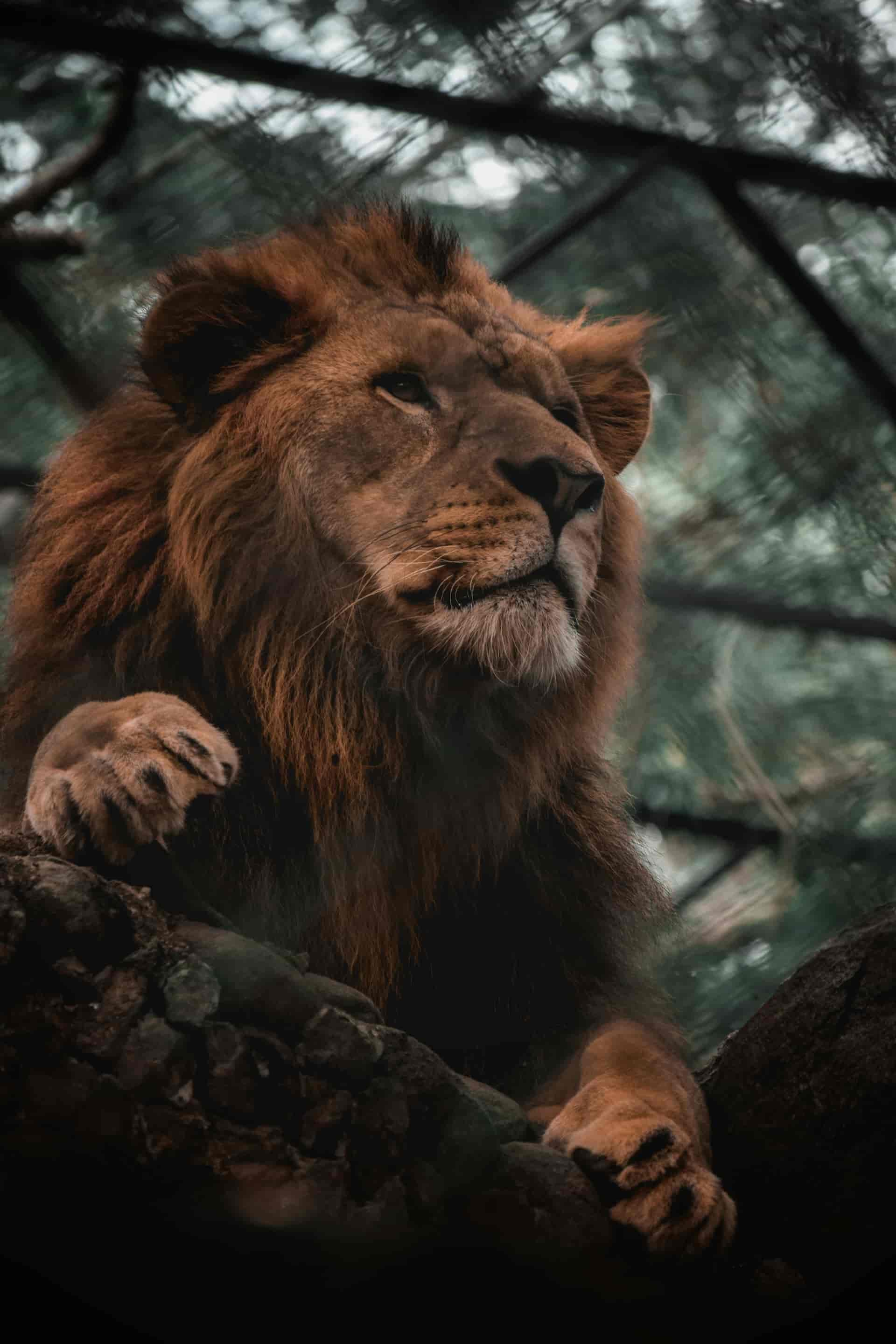 Types of Photography Wildlife Photography