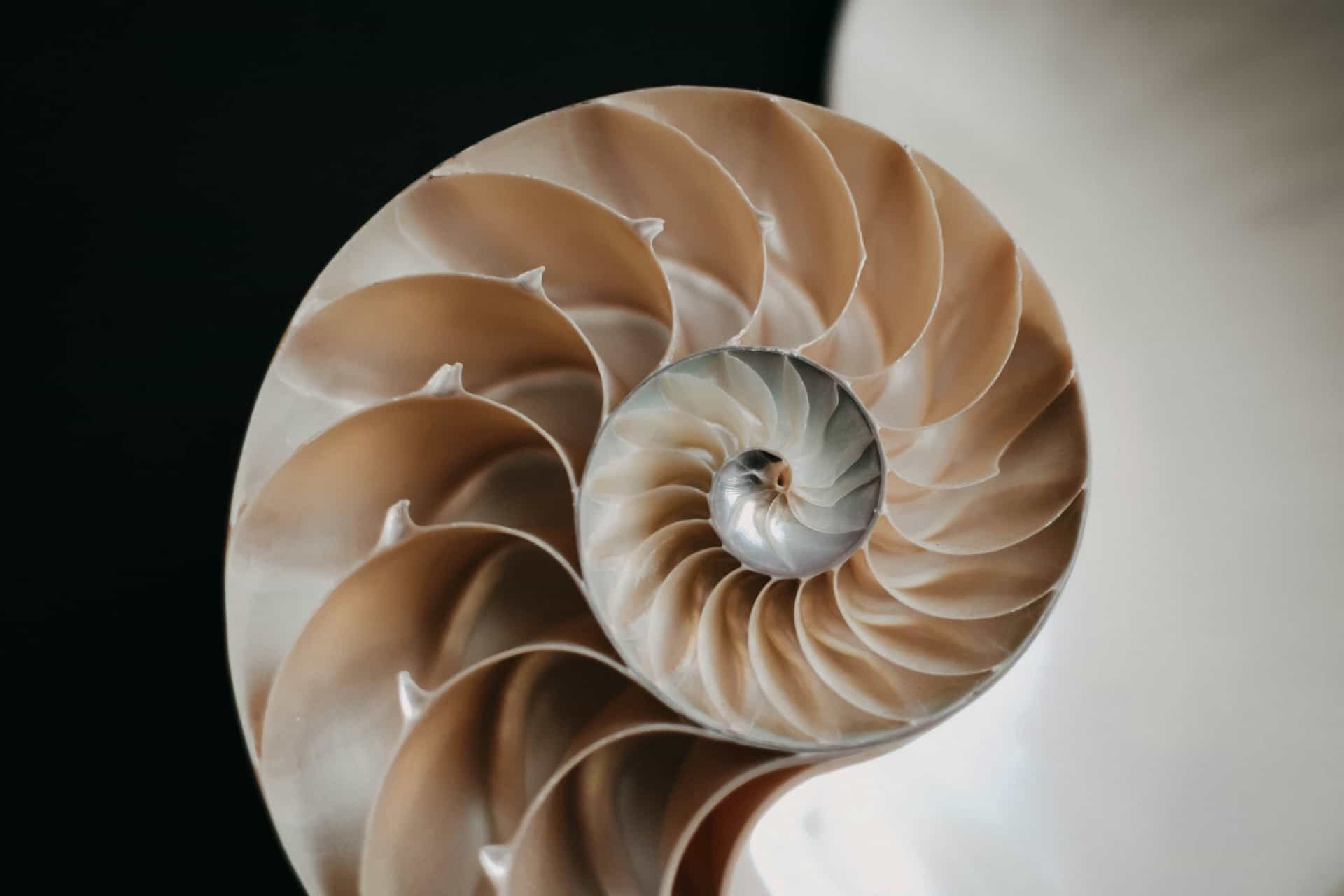 What is Golden Ratio Golden Ratio examples Seashells