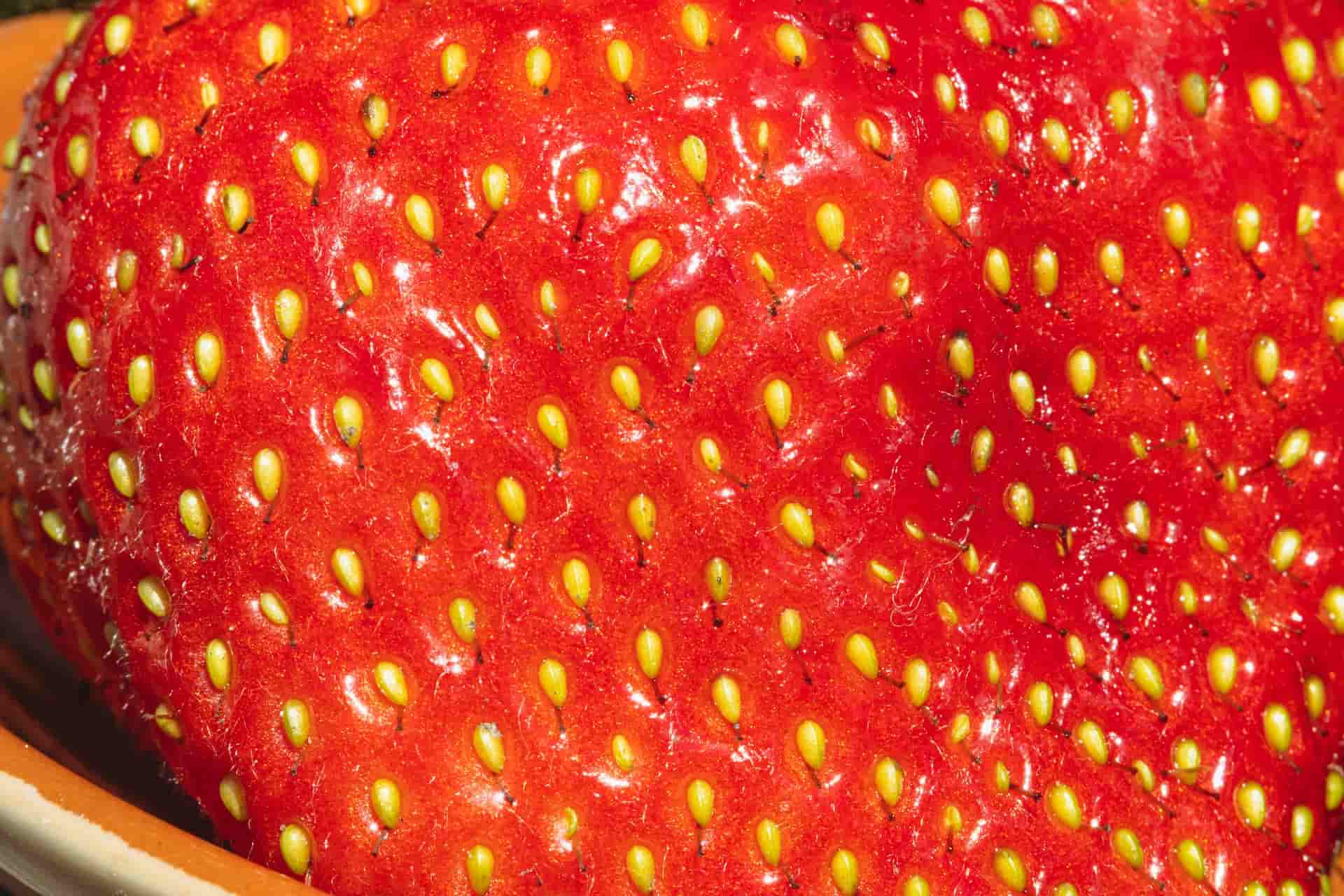 What is Macro Photography — The Art of the Tiny David Loftus · Macro Photography Examples