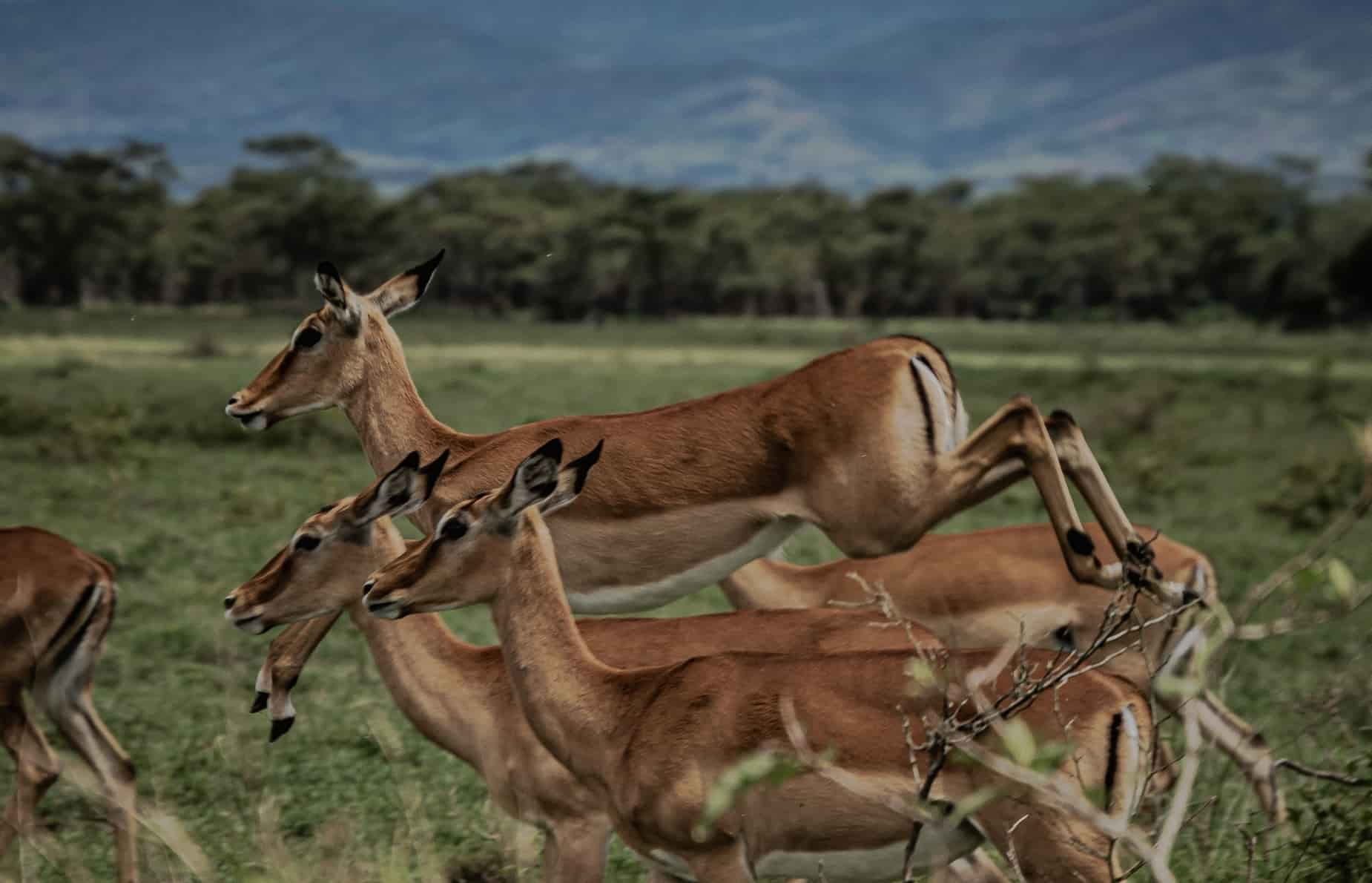 What is Nature Photography Galloping