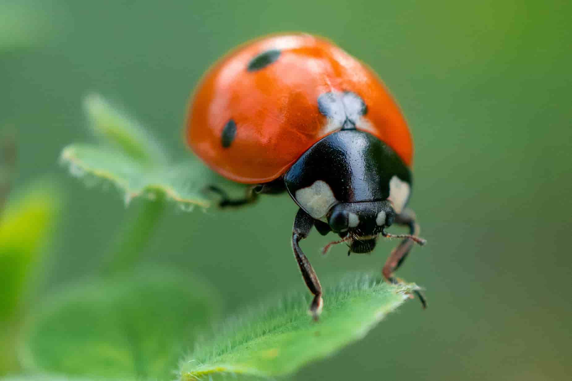 What is Nature Photography Macro Photography Nature Shots StudioBinder