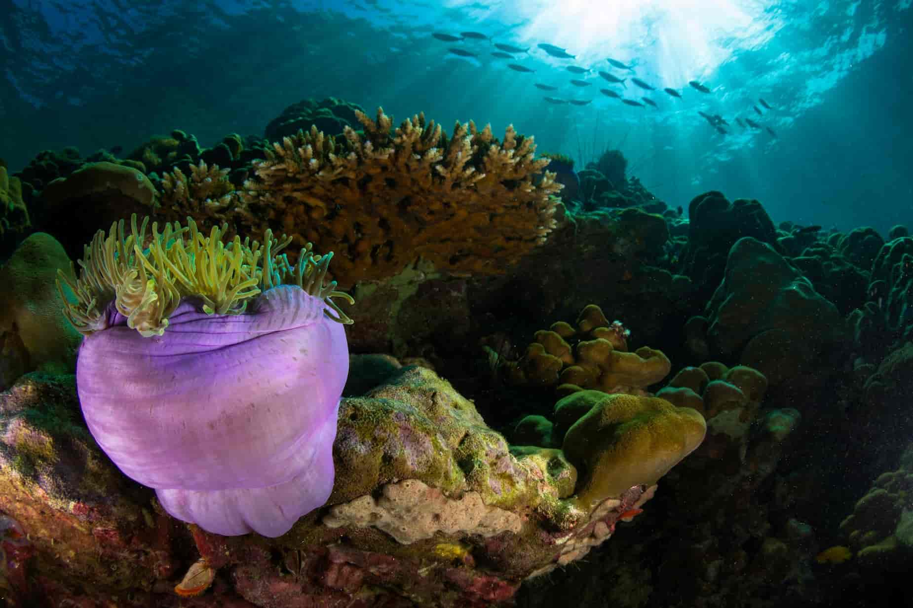 What is Nature Photography Underwater Photography