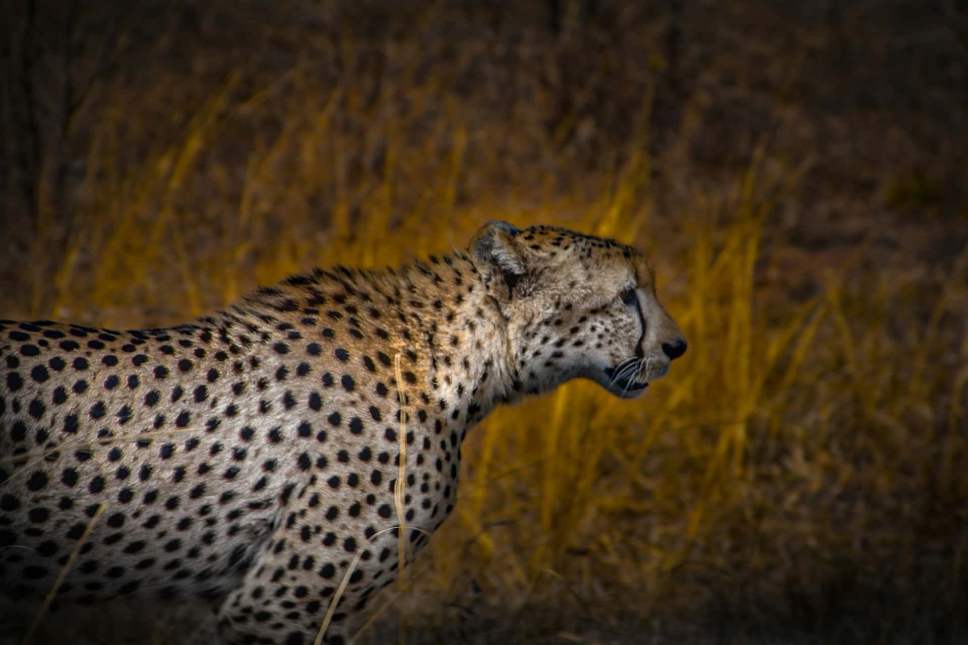 What is Vignetting in Photography Vignetting for Guiding a Viewer's Eye Wildlife