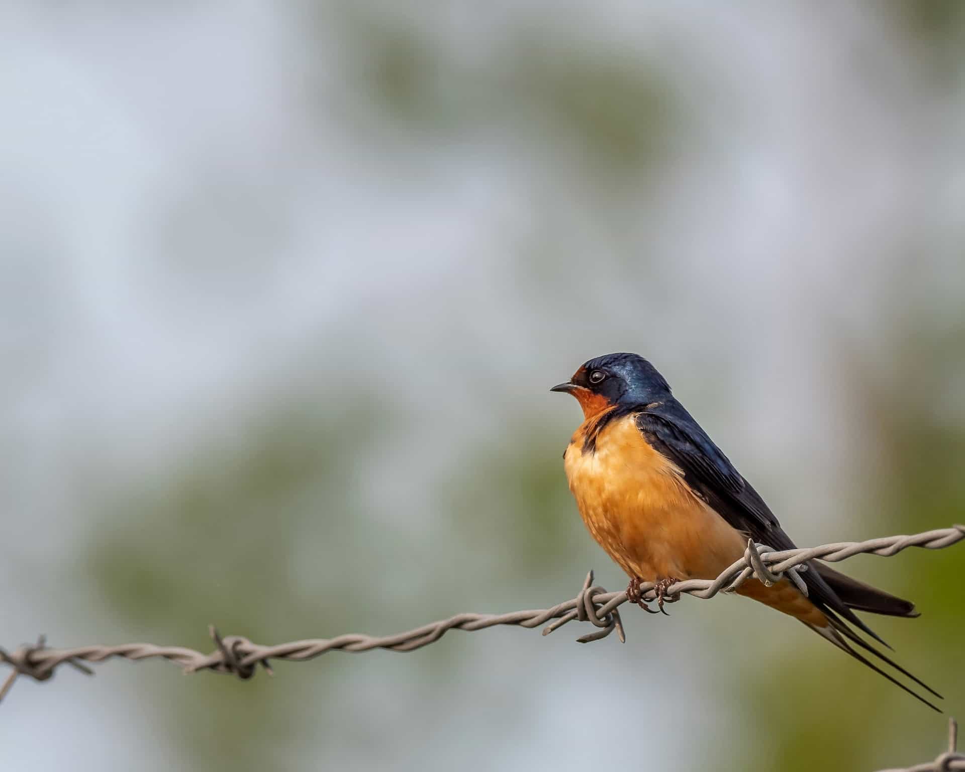 What is Wildlife Photography Bird Photography