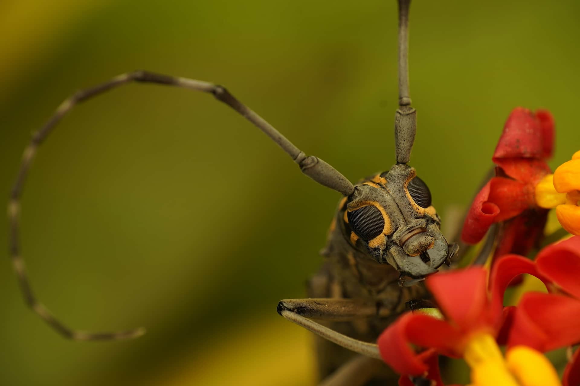What is Wildlife Photography Photo by Thomas Shahan Wildlife Photography Examples