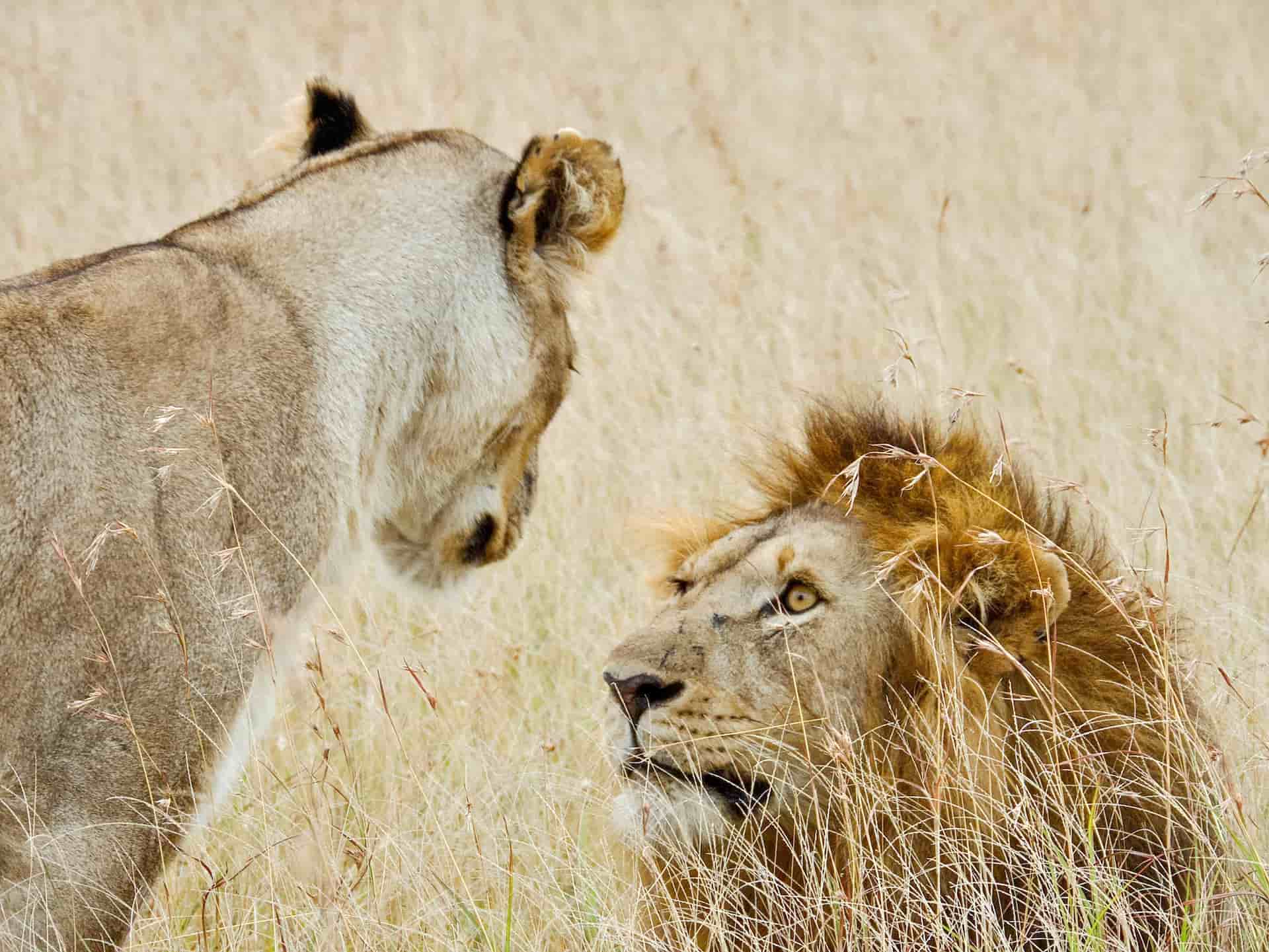What is Wildlife Photography Safari Lion Photography