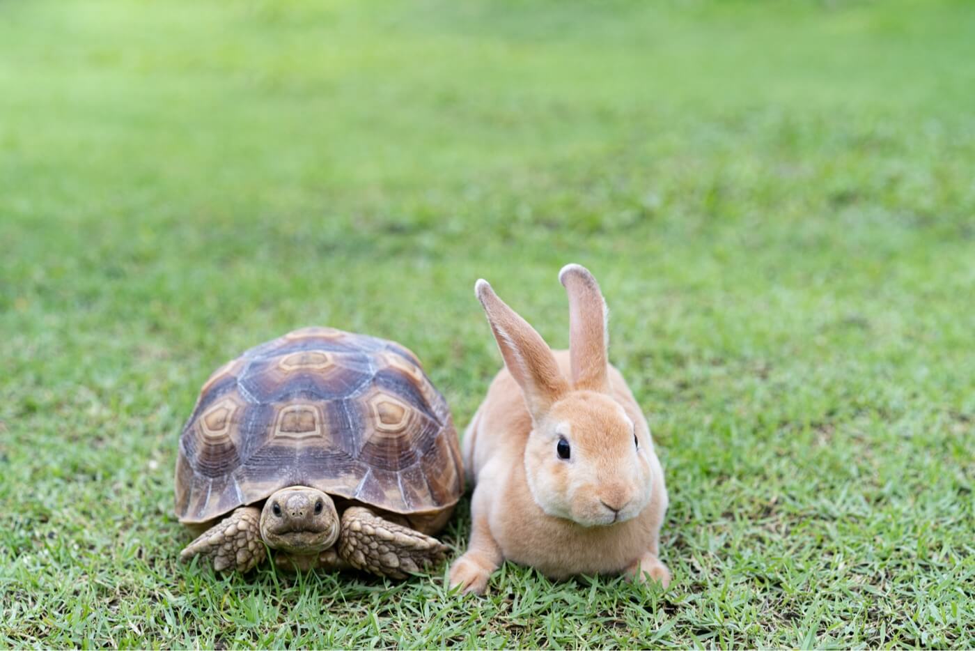 What is a Parable Tortoise and Rabit i