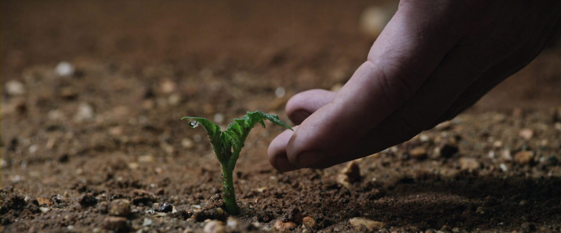 Extreme Close Up Shot Example ECU of growing crop from The Martian