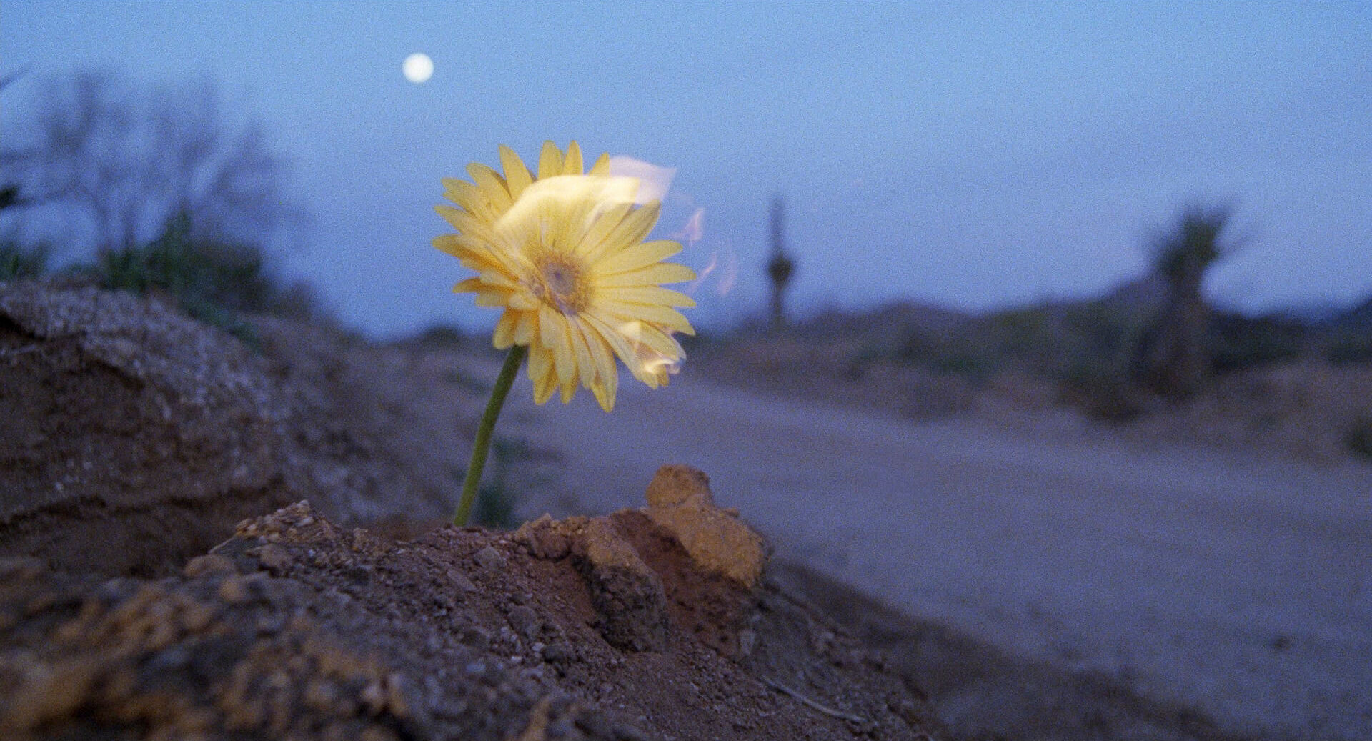 Color in Film Example Color in Film Shot from Raising Arizona