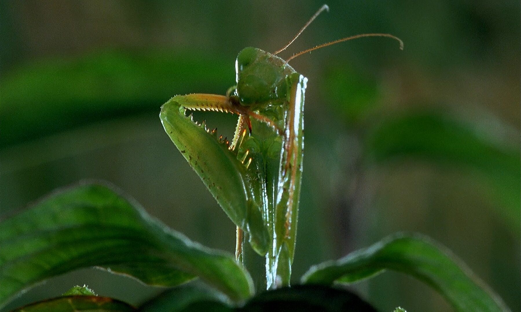 Macro Lens Shot Example Macro Lens Shot of Mantis from Macrocosmos