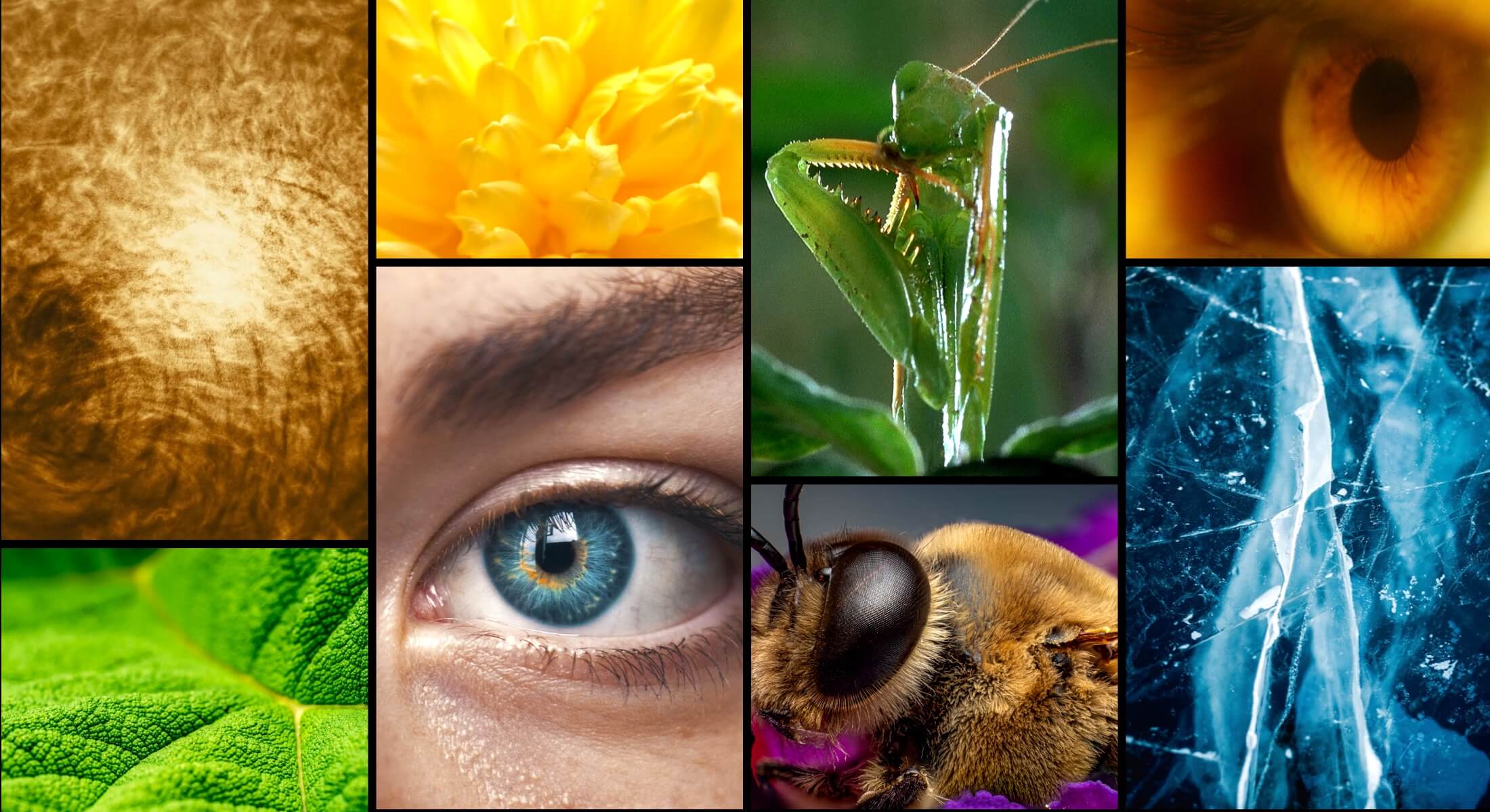 Macro Lens Shot in Film Director Mood Board Various macro lens camera shots from film video and tv