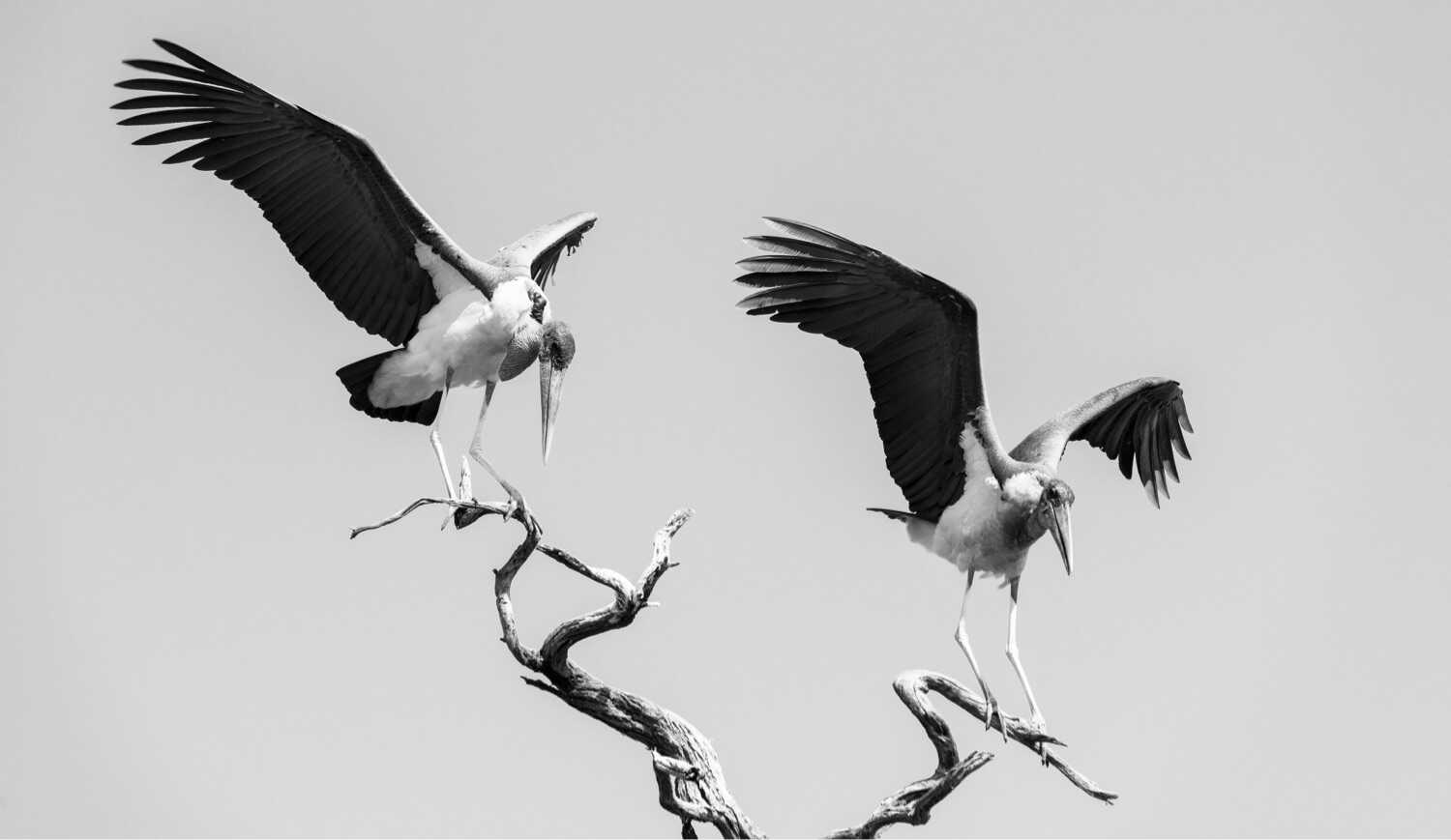 Best Black and white Photos Nature Photography Best Black and white Photos Nature Photography
