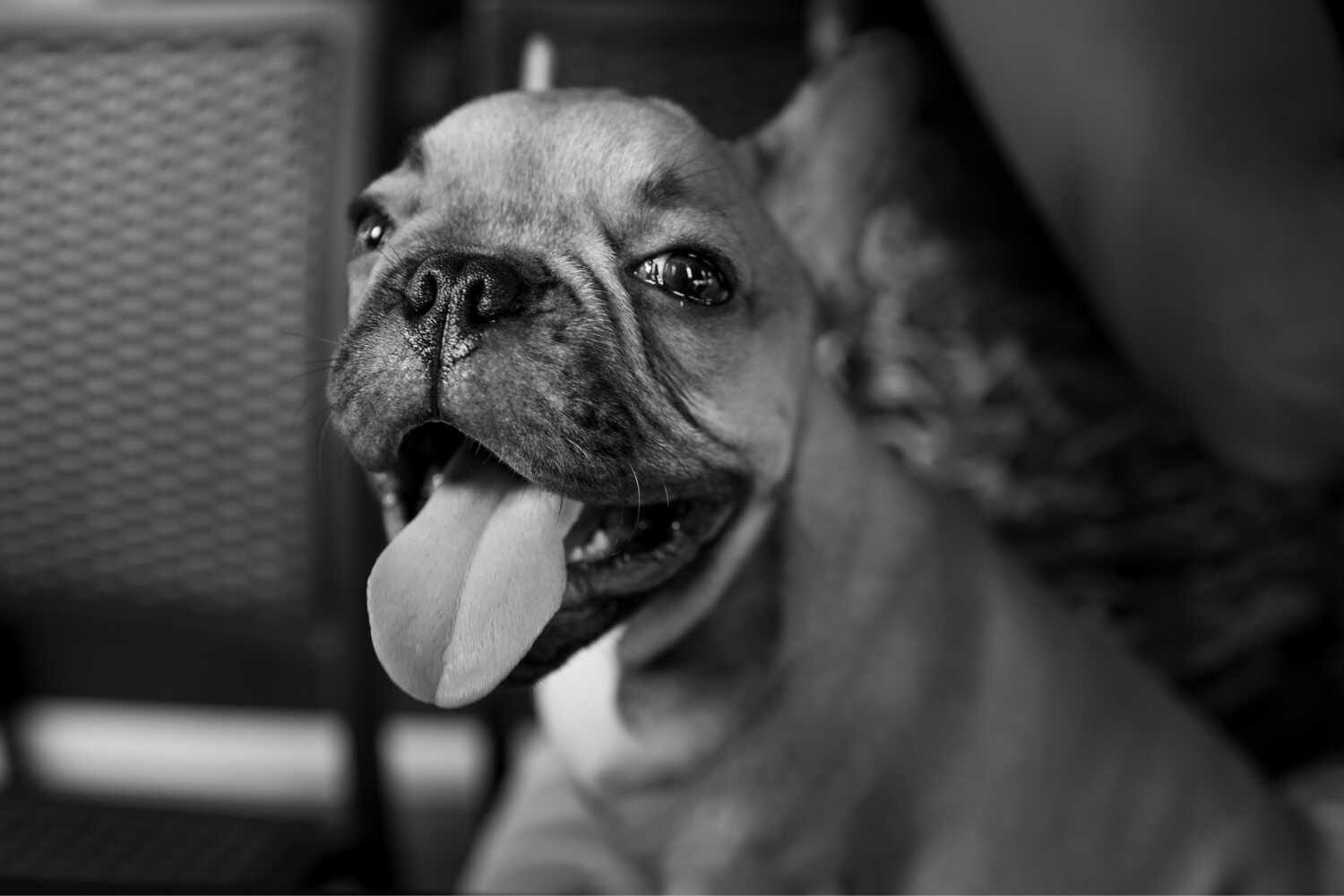 Black and White Art of Animals Black and White Art of Animals