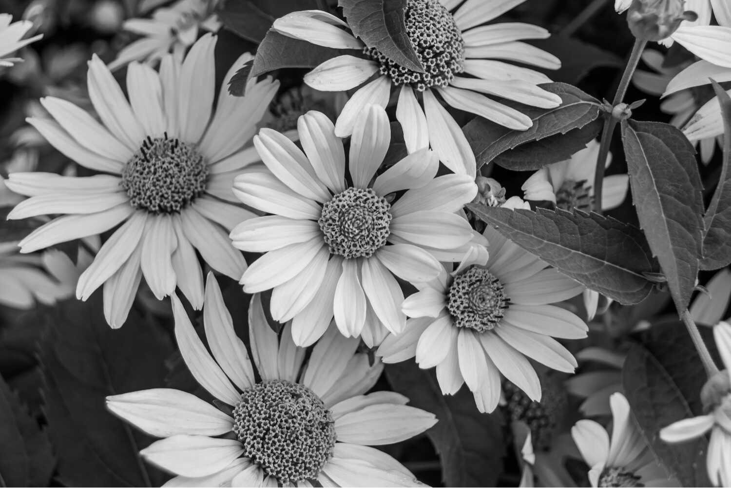 Black and white pictures of Flowers Black and white pictures of Flowers