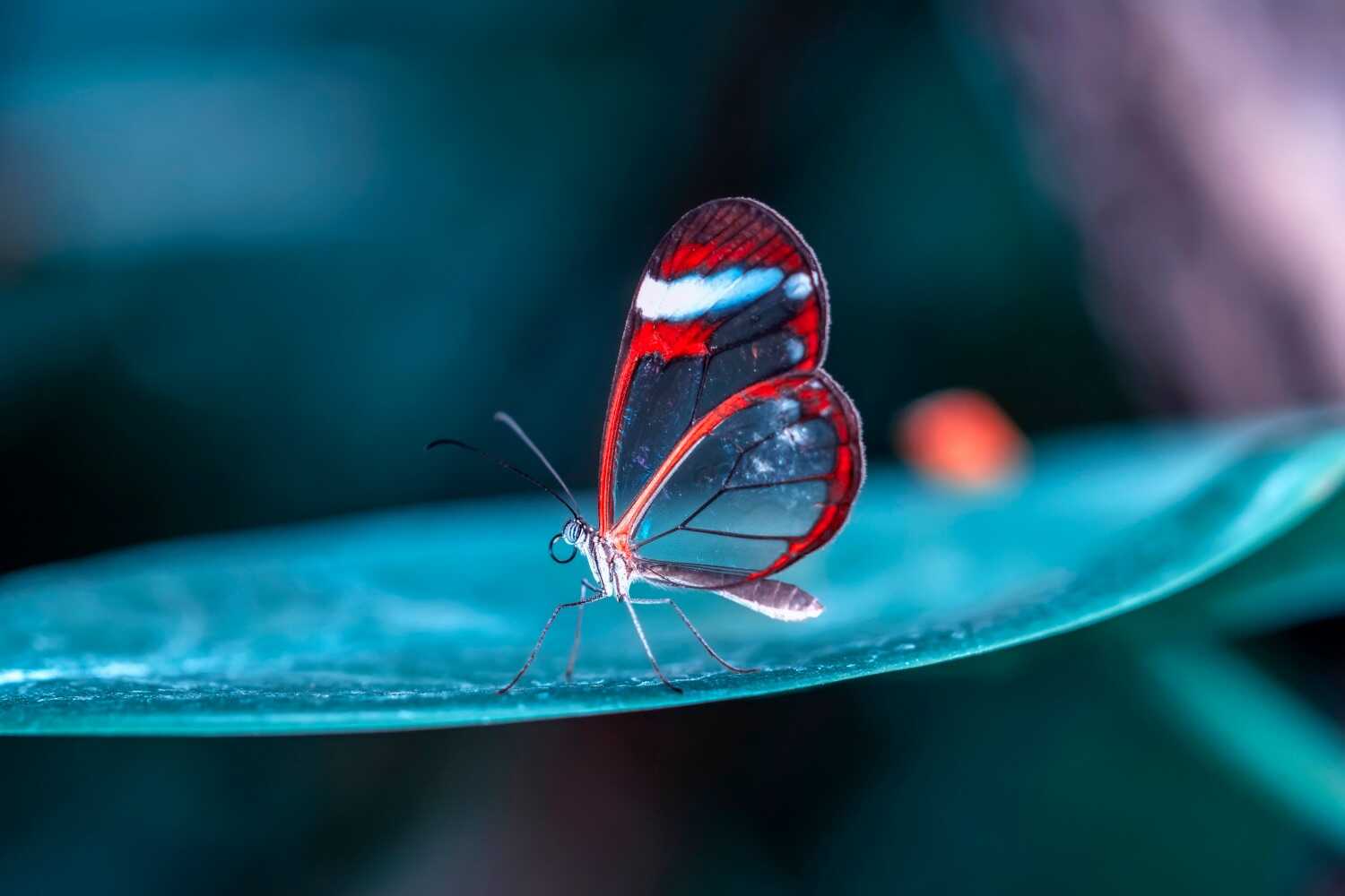 Types of Photography Macro Photography Types of Photography Macro Photography