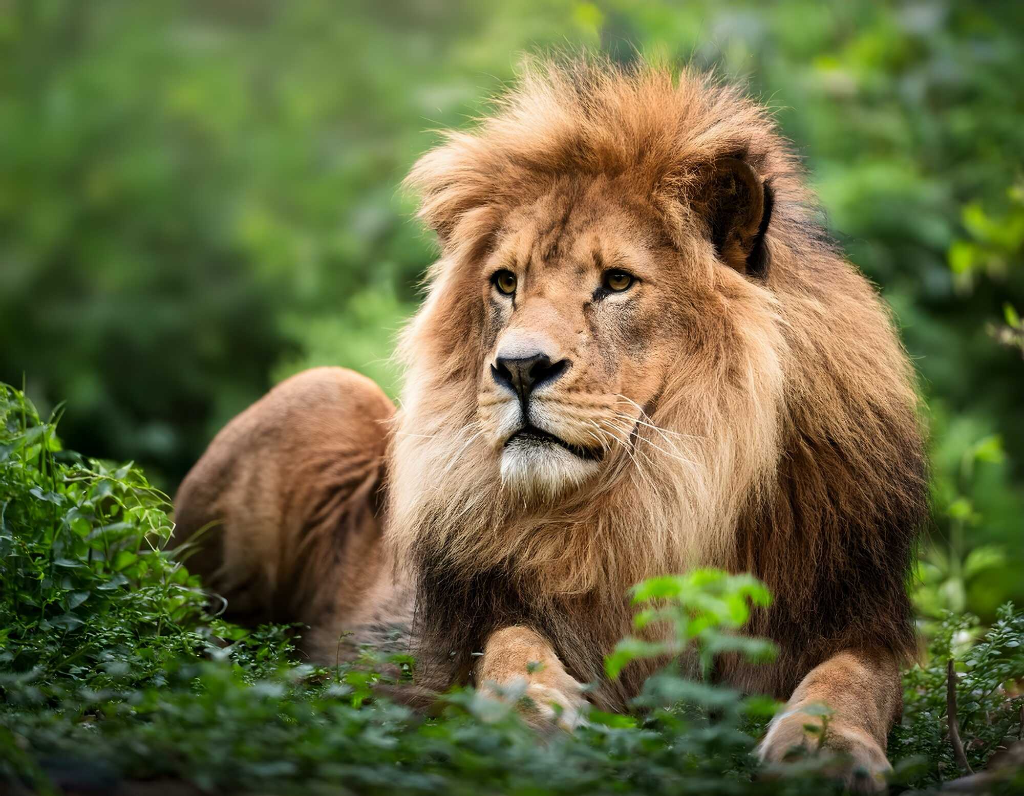 Types of Photography Wildlife Photography Types of Photography Wildlife Photography