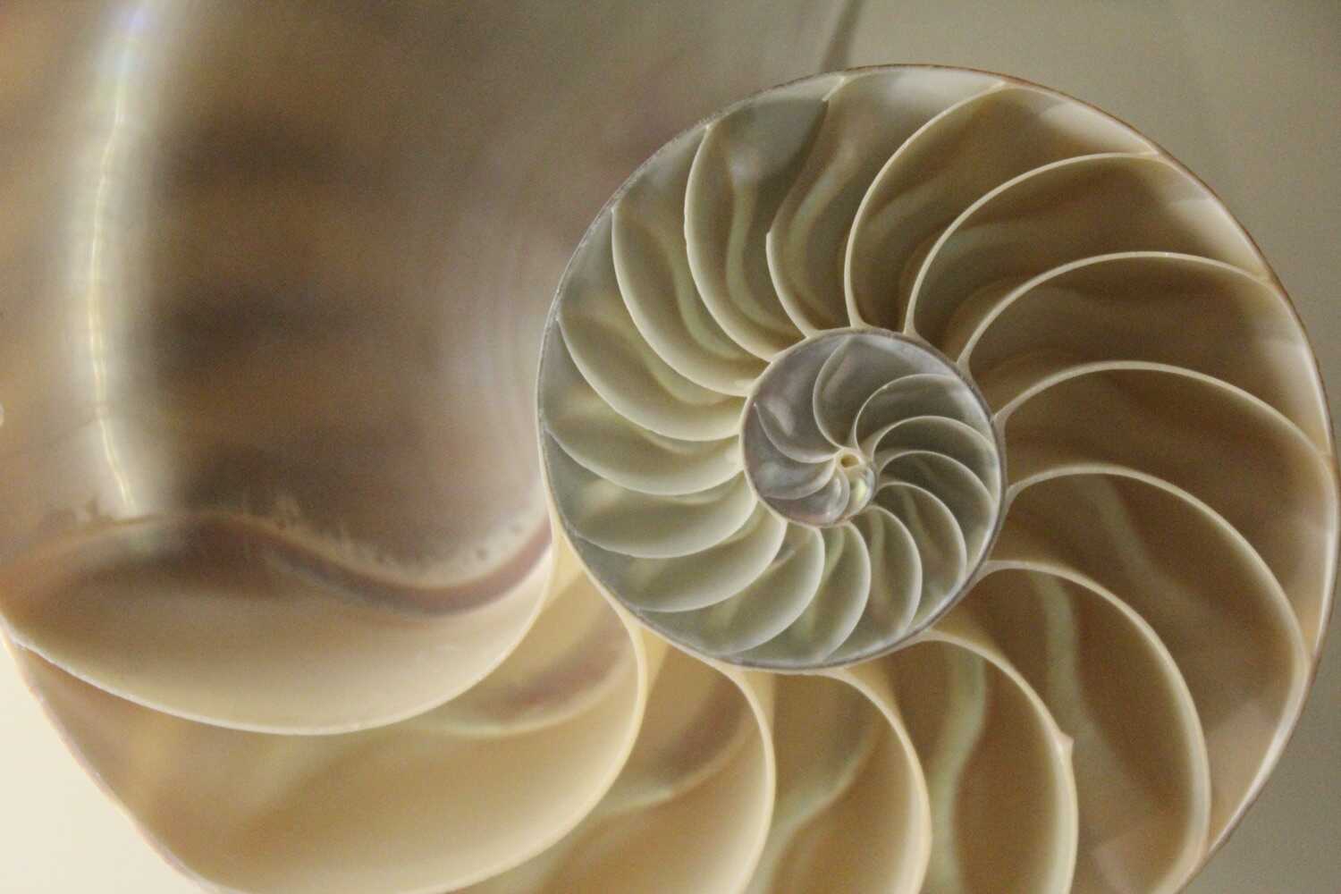 What is Golden Ratio Golden Ratio examples Seashells What is Golden Ratio Golden Ratio examples Seashells