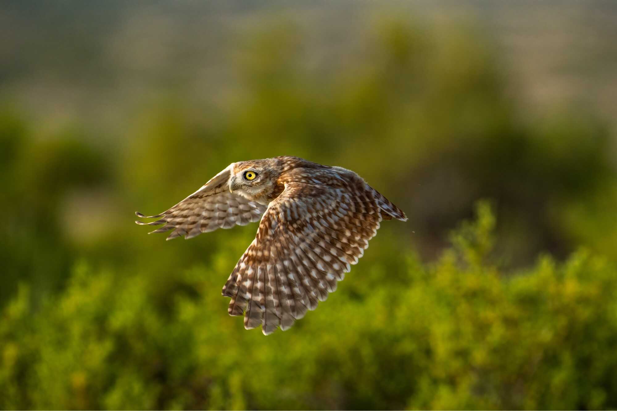 What is Nature Photography Owl Flying What is Nature Photography Owl Flying